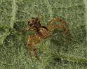 Xysticus_cristatus_D8184_Z_88_Bij afgraving_Nederland